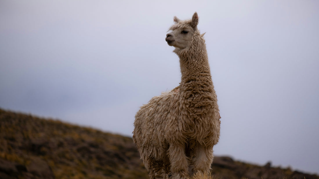 Alpaca: A Guide to Conscious Luxury