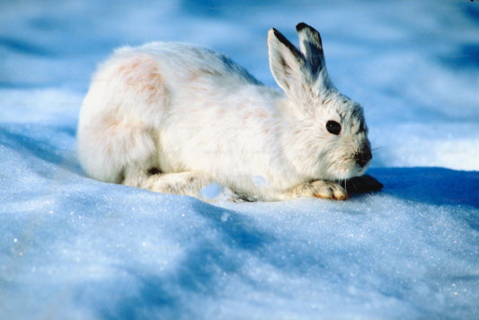 Angora: A Guide to the Softest (and Most Controversial) Fiber