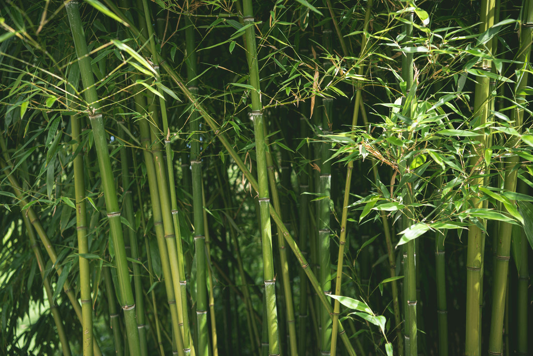 Bamboo