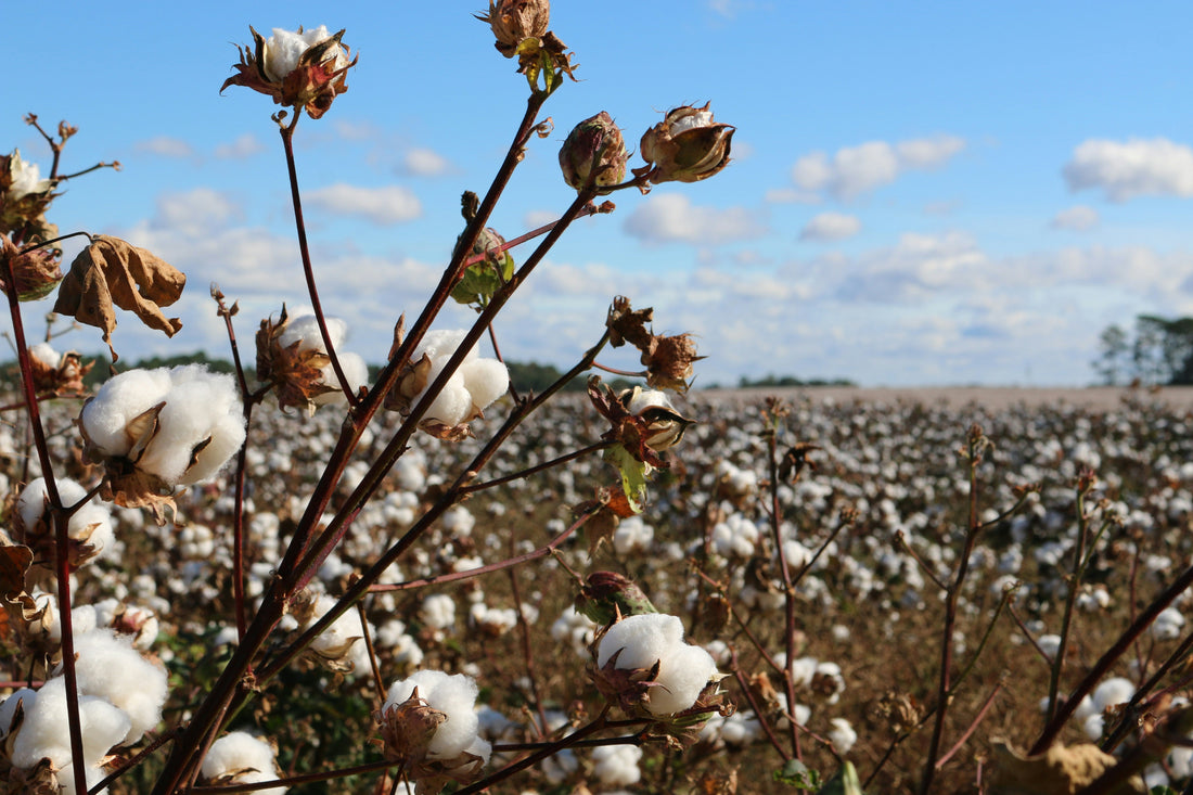 The Enduring Fabric: How to Choose Sustainable Cotton